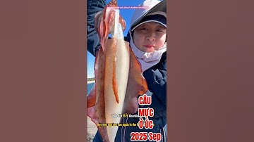 Câu mực ở úc trên cầu tàu 2025: mực siêu to  #squidcatching #squids #fishing #jettyfishing