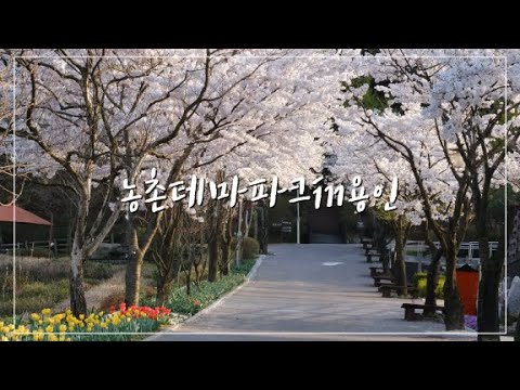 용인의 꽃캉스 명소🌼 ‘농촌테마파크’로 오세요~🌷