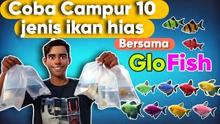 What happened ⁉️ Dare to mix 10 types of ornamental fish with glofish for 7 days..