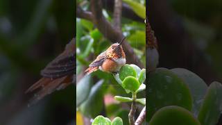 Subscribe to see more of my hummingbird videos hummingbird nature