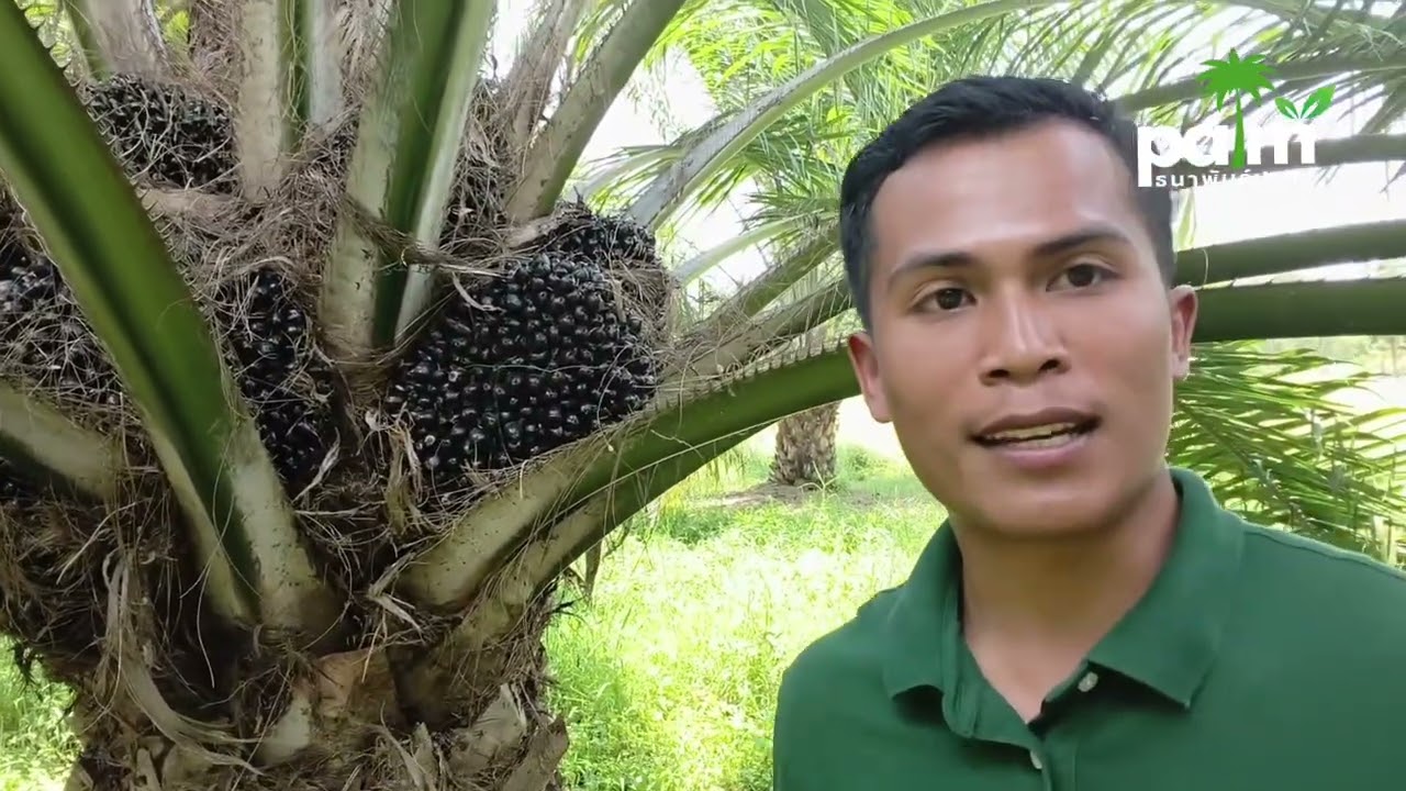 4 เหตุผลที่ต้องเลือกต้นกล้าปาล์มน้ำมันจากธนาพันธุ์ปาล์ม