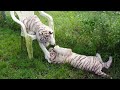 White Tiger Cubs Playing at Kowiachobee Animal Preserve in 2014