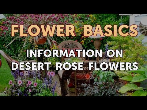 Information on Desert Rose Flowers
