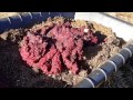 Как приготовить качественный корм для компостного червя  Способ получения элитного чернозёма биогуму