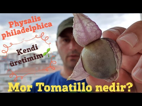 Video: Büyüyen Tomatillolar: Tomatillo Nedir ve Nasıl Yetiştirilir