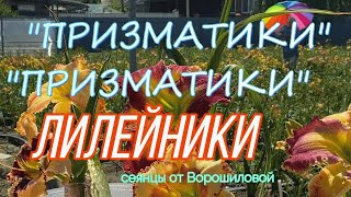 Сеянцы лилейников-призматиков / Сад Ворошиловой