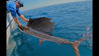 Broome Sailfish - Tease and Switch Basics - Awesome Session!!!!