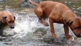 Rhodesian Ridgeback Overcomes Hate of Water To Gather Her Pack by dauntless 1,072 views 1 year ago 18 seconds