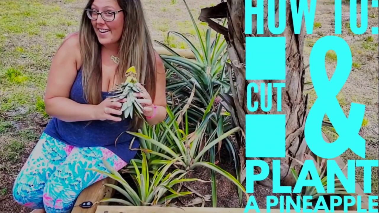 How To Cut And Plant A Pineapple 🍍 Sunshineveranda 🌞🍍🏡 Youtube 