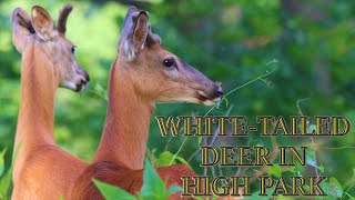 Teenager brother-deers in Toronto High Park 4K