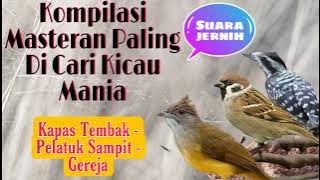 Masteran Kapas Tembak Pelatuk Sampit Dan Gereja