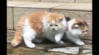 Adorable Stars- Live Stream Highlights by Adorable Stars Kittens 3,564 views 4 years ago 8 minutes, 21 seconds