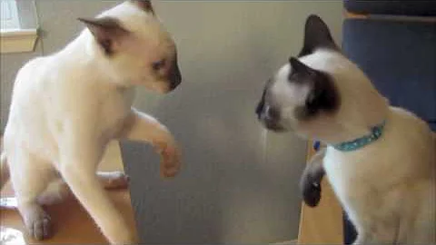 Video 942621: siamese kitten, thai siamese, litter mates