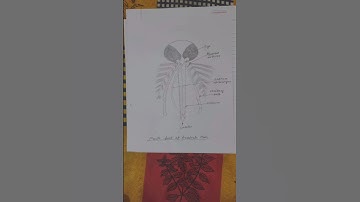 Mouth Part of Male Anophele 📚 M.Sc 1st Semester Zoology Practical Note / File