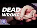 Best Beginner Pet Reptile DEBATE | #ballpython #snake #reptiles
