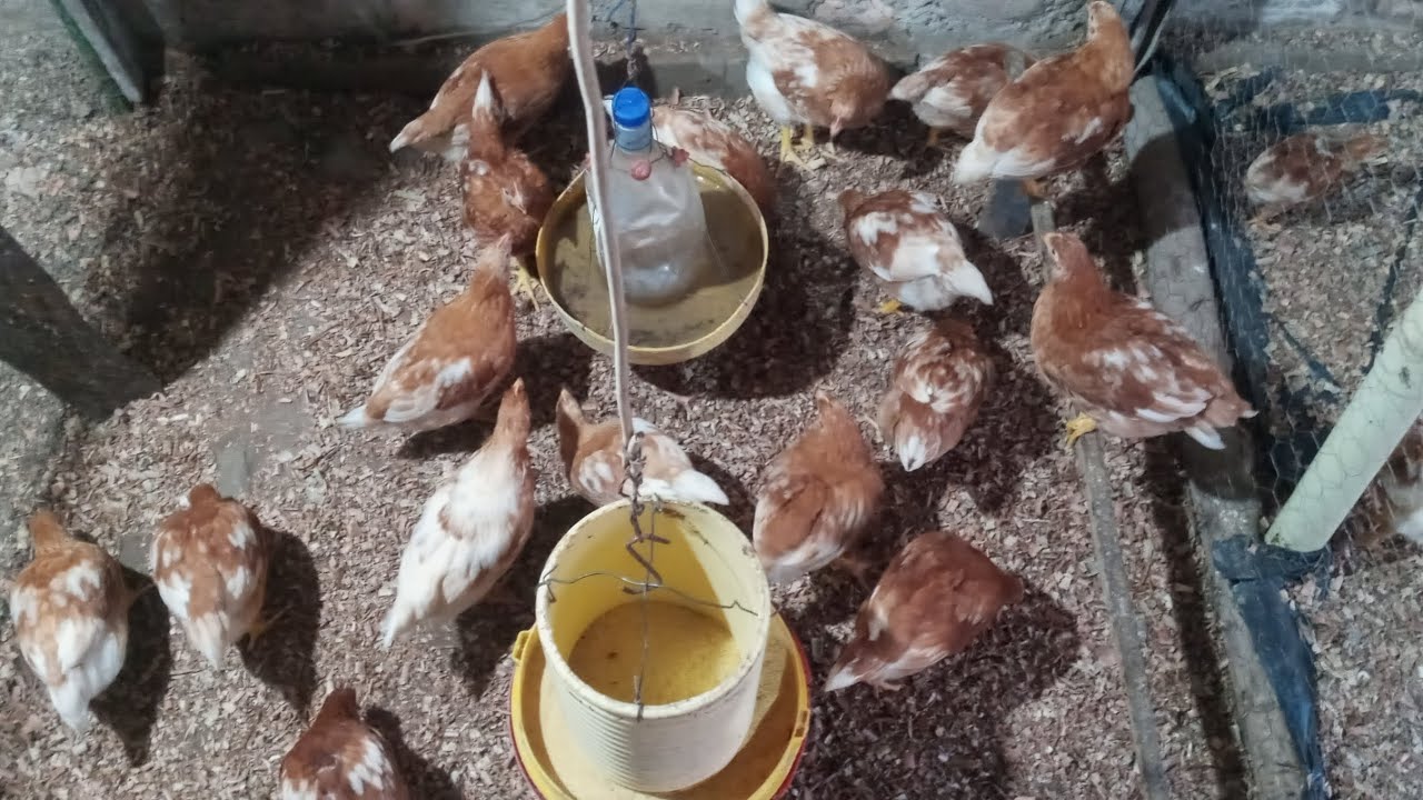 AN239-Span/AN389: Criando gallinas ponedoras en el patio