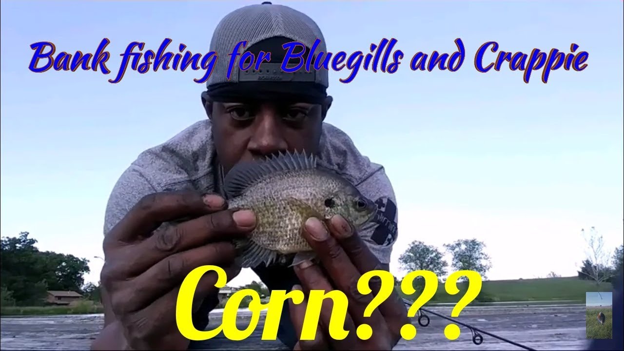 Bank fishing for bluegill and crappie with CORN??? - YouTube