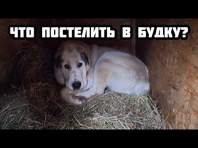 ЧТО ПОСТЕЛИТЬ СОБАКЕ В БУДКУ ЗИМОЙ ? || Сено, опилки, солома или тряпки? -  YouTube