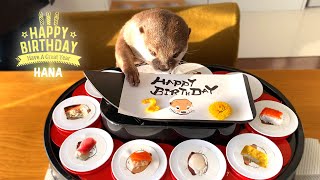 カワウソハナの誕生日は回転寿司パーティーで大興奮！　Otter Hana Happy Birthday Conveyor Belt Sushi Party!