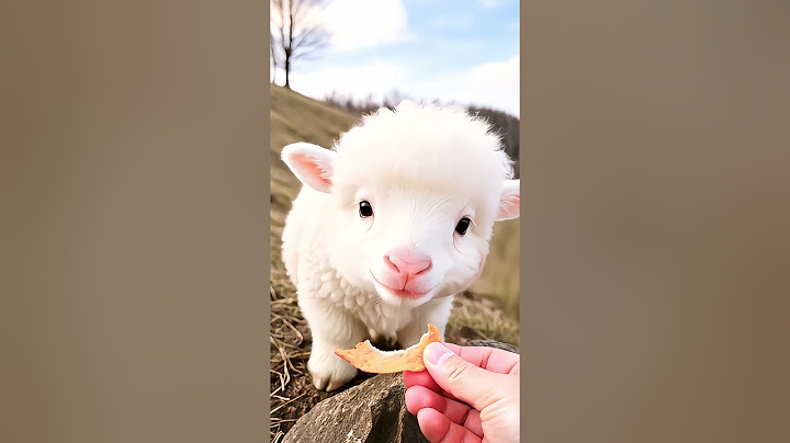 I hope the little lamb will like this delicious snack. #sheep #funny #trending #shorts #fyp #cute