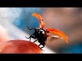 Божья коровка раскрывает крылья (ladybug flies away)