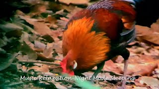 Wild Chicken in the Jungle with birds sounds screenshot 4