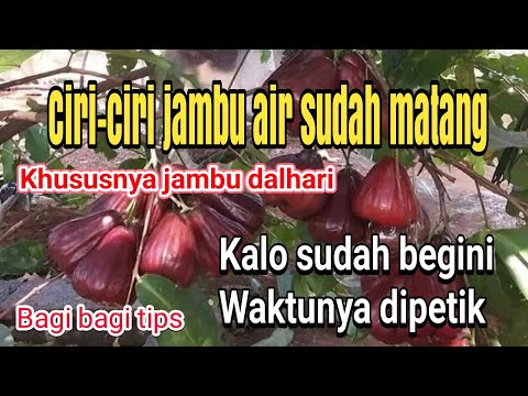 💐 Al-Bada Warna Ajaib, Mawar Merah Jambu dan Lily Dalam Pasu