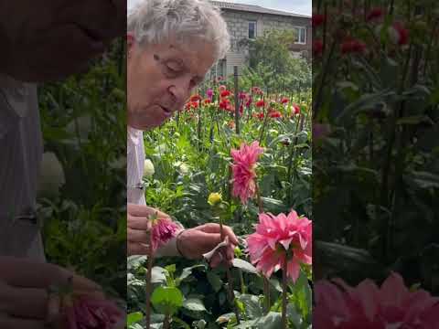 Video: Daalian kasvatusvinkkejä - Dahlia-kasvien hoito puutarhassa