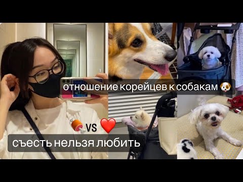 Правда ли, что корейцы едят собак? Как они на самом деле к ним относятся? 🐶💔