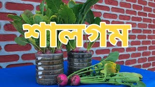 ছাদবাগানে টবে শালগম চাষ || Growing Turnip in Rooftop Garden