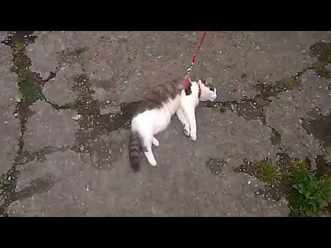 Walking the Cat