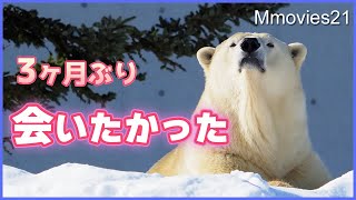 【リラ復帰】大雪の中を歩くホッキョクグマの姿が美し過ぎた〜円山動物園で展示再開された初日の様子~Polar Bears in snow