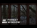 4K Forest window view with rain- Relaxing, Calming, Ambience, white noise, rain