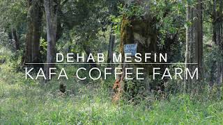 Ethiopia Coffee Farm Portrait: Dehab Mesfin Farm in Kafa