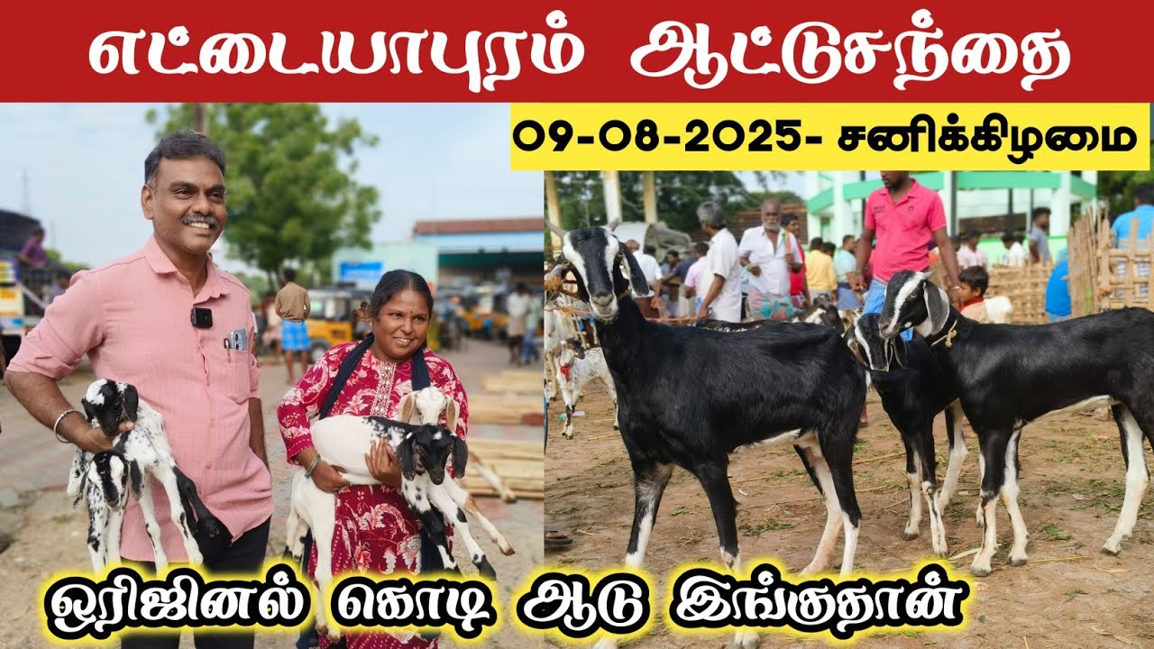 10-08-2025/ எட்டையாபுரம் சனிக்கிழமை ஆட்டு சந்தை தூத்துக்குடி மாவட்டம் 