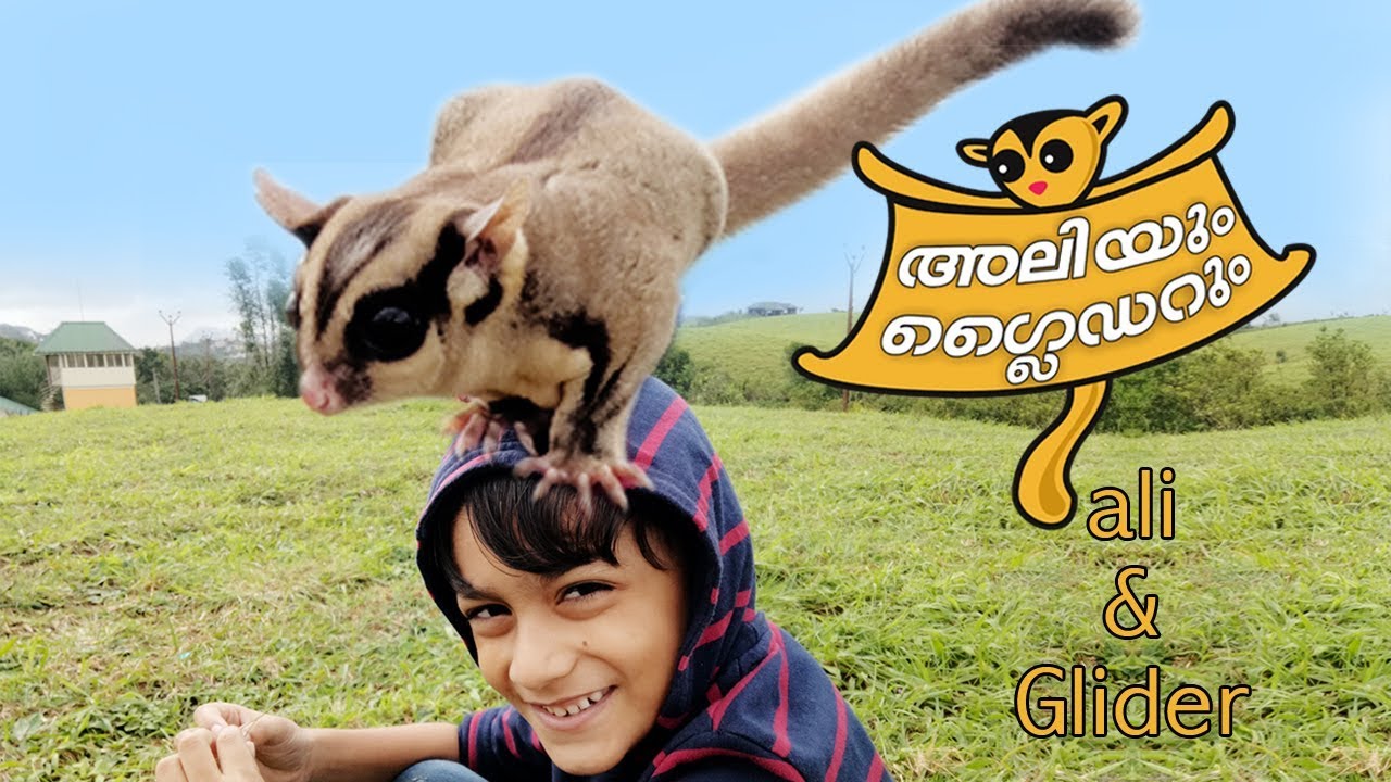 m4 gts ALI and GLIDER/ ആരാണ് ഈ ഗ്ലൈഡർ കണ്ടു നോക്കൂ/A Funny And Cute Sugar Glider/ Sugar Glider Facts