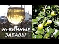 Делаем грушевый сидр в домашних условиях!