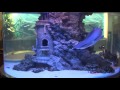 Кормление акулы в салоне «Аква Лого на Тропарёво»