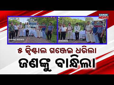 ୫ କ୍ୟୁଣ୍ଟାଲ୍‌ରୁ ଅଧିକ ଗଞ୍ଜେଇ ଜବତ, Odisha Ganja Seizure | 5.44 Quintal Ganja Seized in Koraput