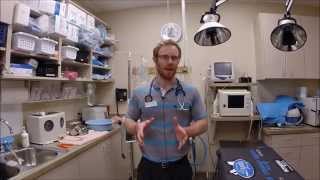 Anesthesia And Surgery For Dogs And Cats