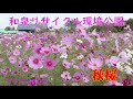 和泉リサイクル環境公園の秋桜(2021年10月21日)