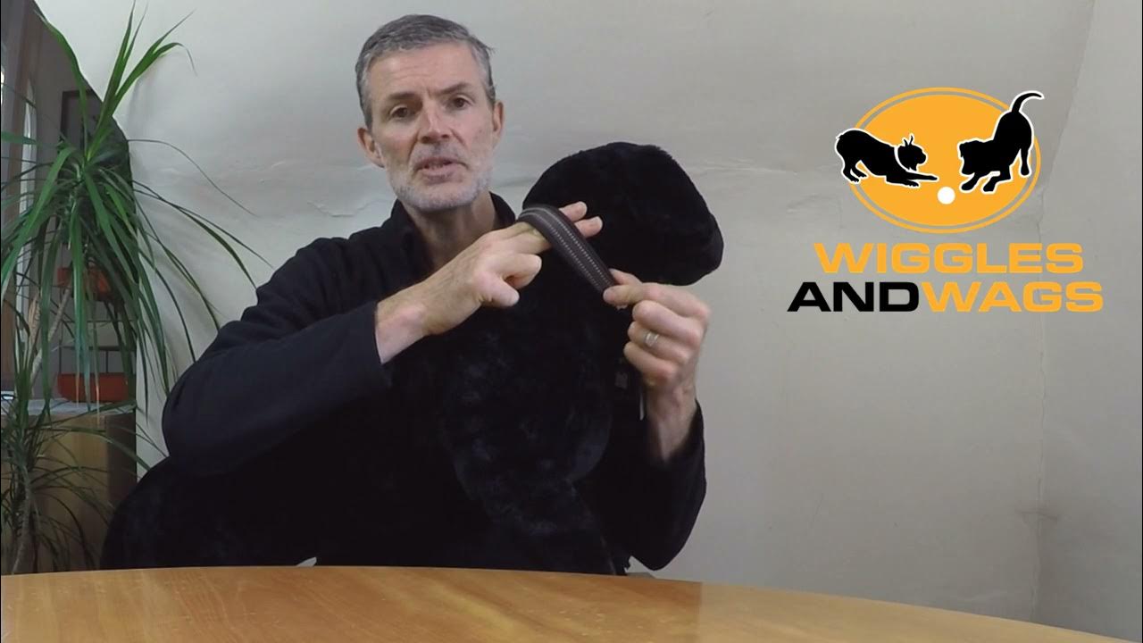 Is My Dog Collar Fitting Correctly YouTube