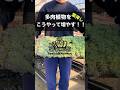 【多肉植物】#shorts 多肉植物をこうやって増やす
