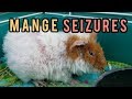 Severe Mange with  Seizures!  Baby Guinea Pig Rescue Mission