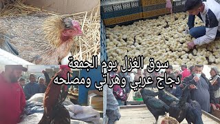 سوق الغزل يوم الجمعة انواع الدجاج والافراخ عربي وهراتي ومصلحه 2022/3/4