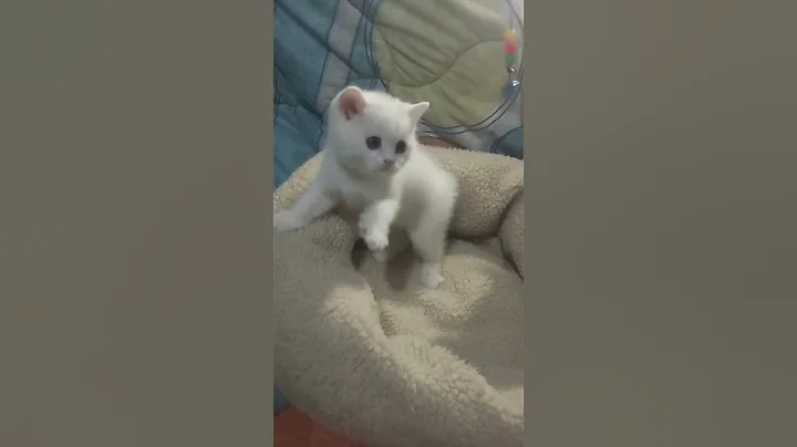 Watch the video about Breed beyaz British short hair kitten❤#youtube #cat #kitten #catlover #cutecat #beauty #youtubevideo