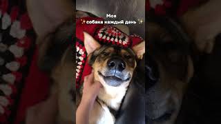 Когда счастлив 😍🐶 #tiktok #trending #dogs #cat #funny #love #smile #life