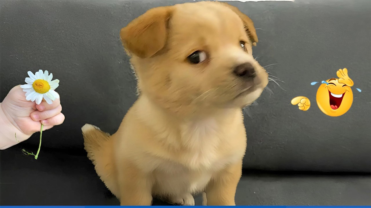 Super Funny Dog Video Clips  😹🐶 The Funniest Cat & Dog Moments Compilation 😁