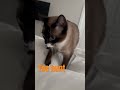 Listen for that growl 😹 #cat #funnyanimal