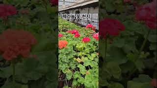 제라늄 꽃대 올리는 비법은 일조량입니다 충분한 광량을 쏘이면 제라늄은 봄에 자동으로 꽃대가 올라와요